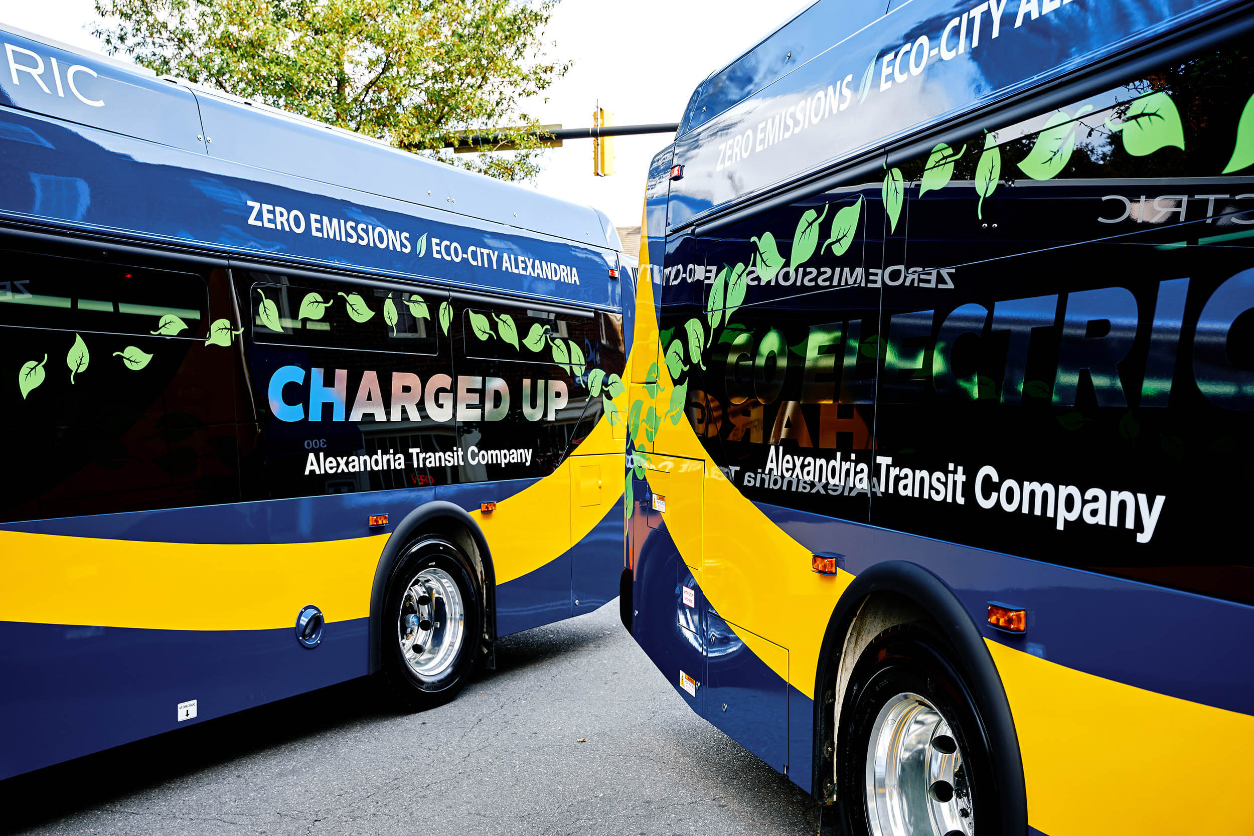 Two blue and yellow electric buses that are part of the Alexandria Transit Company (DASH)